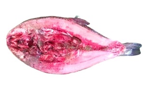 Fresh Tilapia Fish 1 Kg